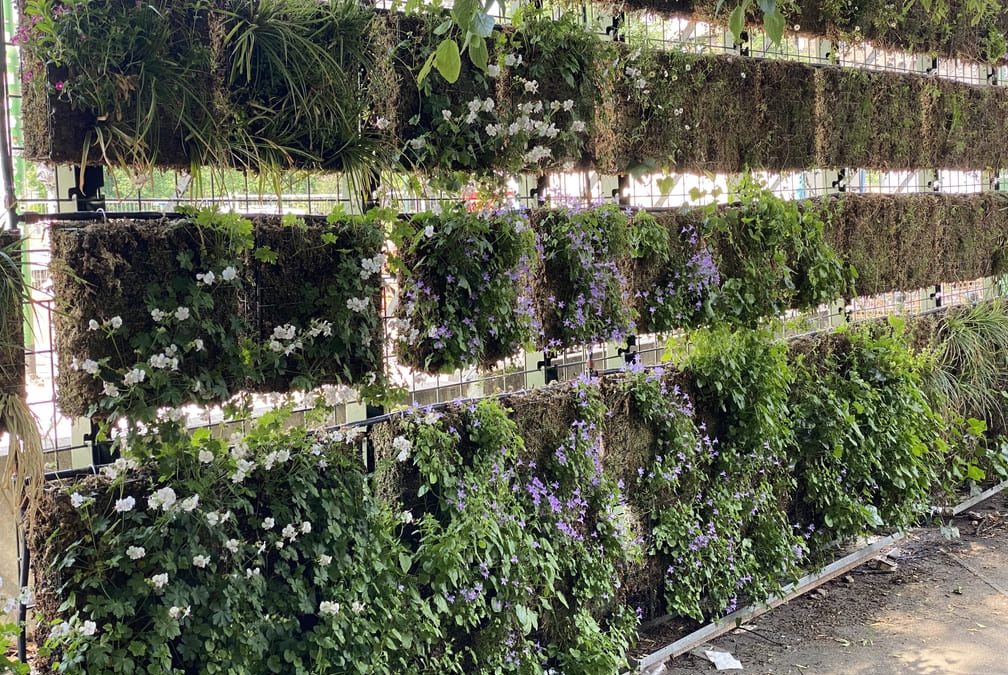How to build a green wall for the terrace in just 5 steps