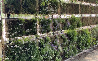 How to build a green wall for the terrace in just 5 steps